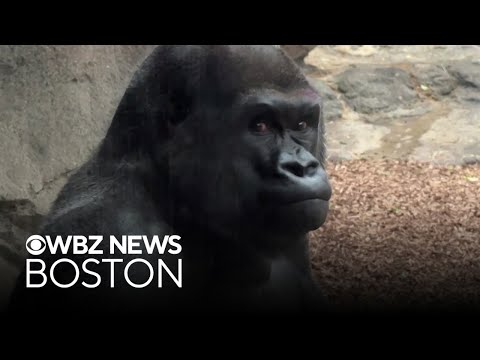 Franklin Park Zoo gorilla Little Joe moving to Pittsburgh Zoo