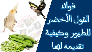 فوائد الفول الأخضر للطيور وطرق تقديمه لها(2021)