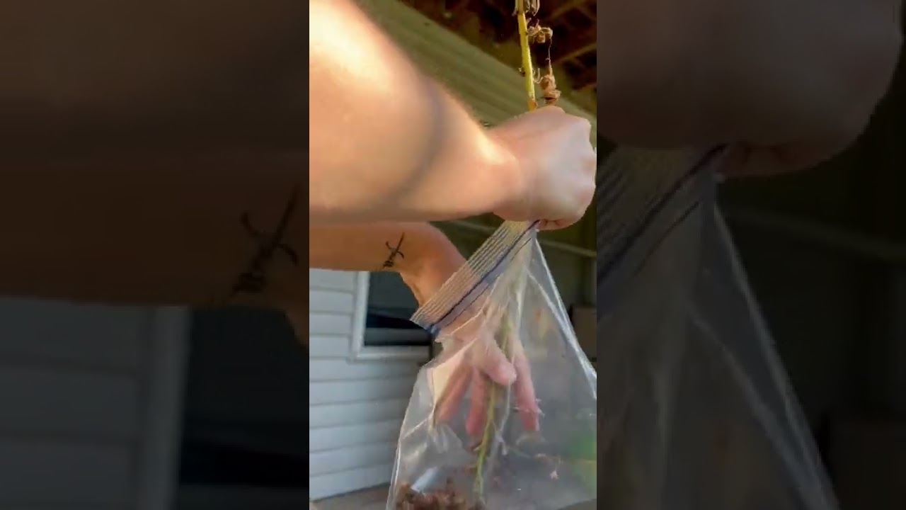 Harvesting Foxglove Seeds