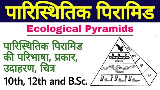 पारिस्थितिक पिरामिड (Ecological Pyramids)| paristhitik pyramid ki paribhasha, prakar, examples