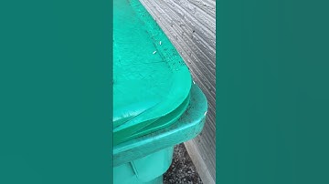 Maggots on the yard waste bin