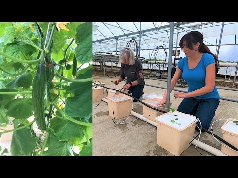 Dutch Bucket Cucumbers, Broccoli and Cauliflower