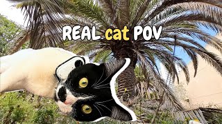 How To Enjoy Life As A Cat - Cat With A Camera Takes You On An Adventure by Purr With Us  693 views 3 days ago 8 minutes, 45 seconds