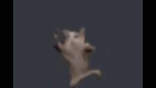Gato bailando con risas de fondo screenshot 2
