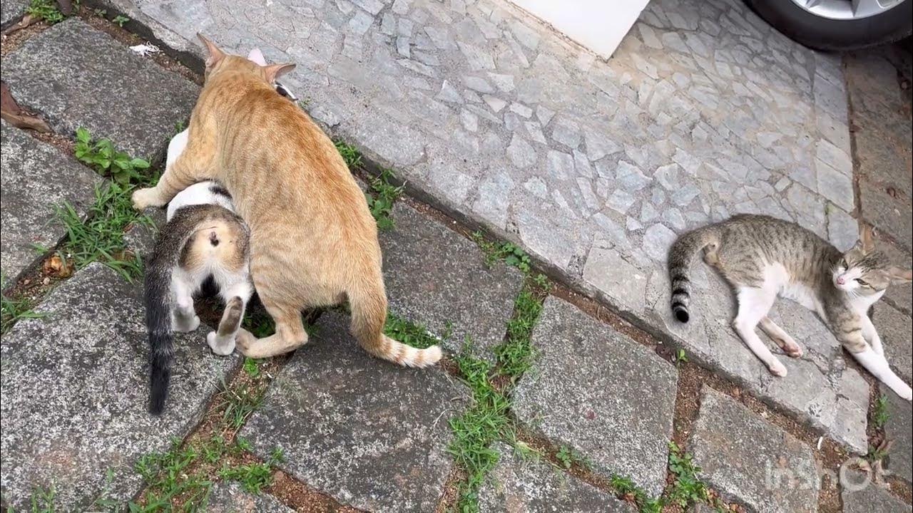 female-cat-in-heat-accepts-many-male-cats-cat-mating-youtube