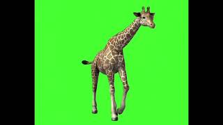 Green screen giraff animal walk animation for cartoon video.