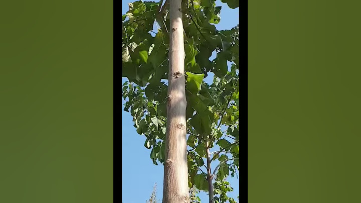 Paulownia plantation in 3rd  growth season ,after technical cutting.