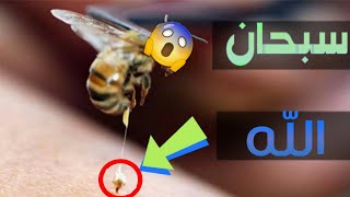 فوائد سم النحل للجسم.!!سترغب بعد مشاهدة هذا الفيديو بأن تقرصك نحله.سبحاااان الله