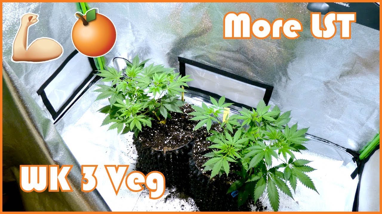 Agent Orange Grow Update:  Week 3 of Vegetation + More Low Stress Training