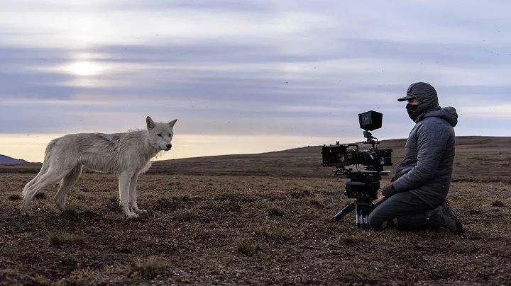 Filming a Pack of Arctic Wolves | Planet Earth III Behind The Scenes | BBC Earth Kids