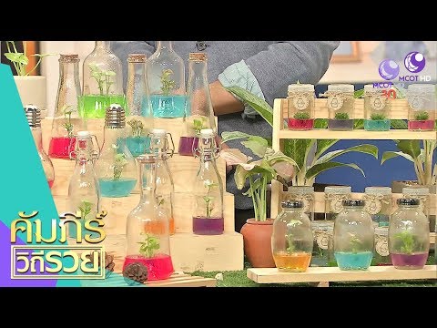 ต้นไม้จิ๋วในขวดแก้ว Mini plants (31 ส.ค.61) คัมภีร์วิถีรวย | 9 MCOT HD