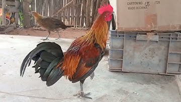 22 (5) Saib qaibf1 ua kev lom zem nawb cov phooj ywg nyiam qaib qu 2024