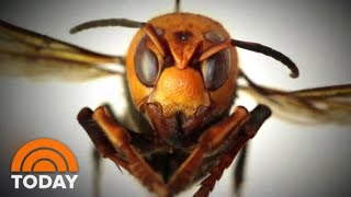 ‘Murder Hornets’ Arrive In US