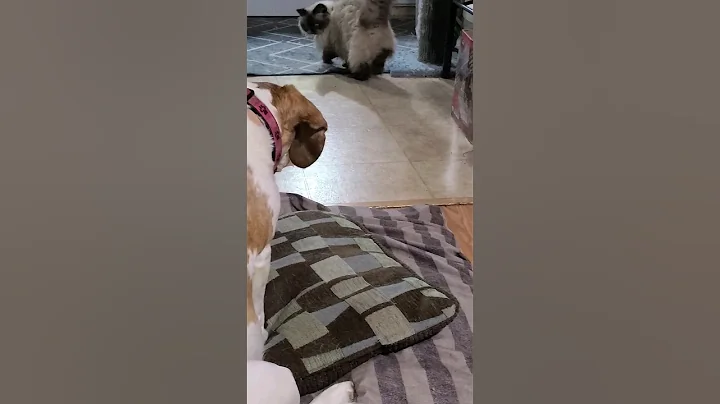 Video 1835661: dogs himalayan cat, cat vs dog