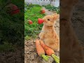 Cute Bunny Eating Strawberry Bunny Rabbit Eating Strawberries Carrots Fun Cuteanimal Cute