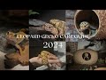 Leopard gecko care guide 2024  rosies reptiles