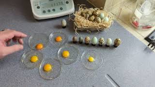 Yolk Colour In Quails Eggs