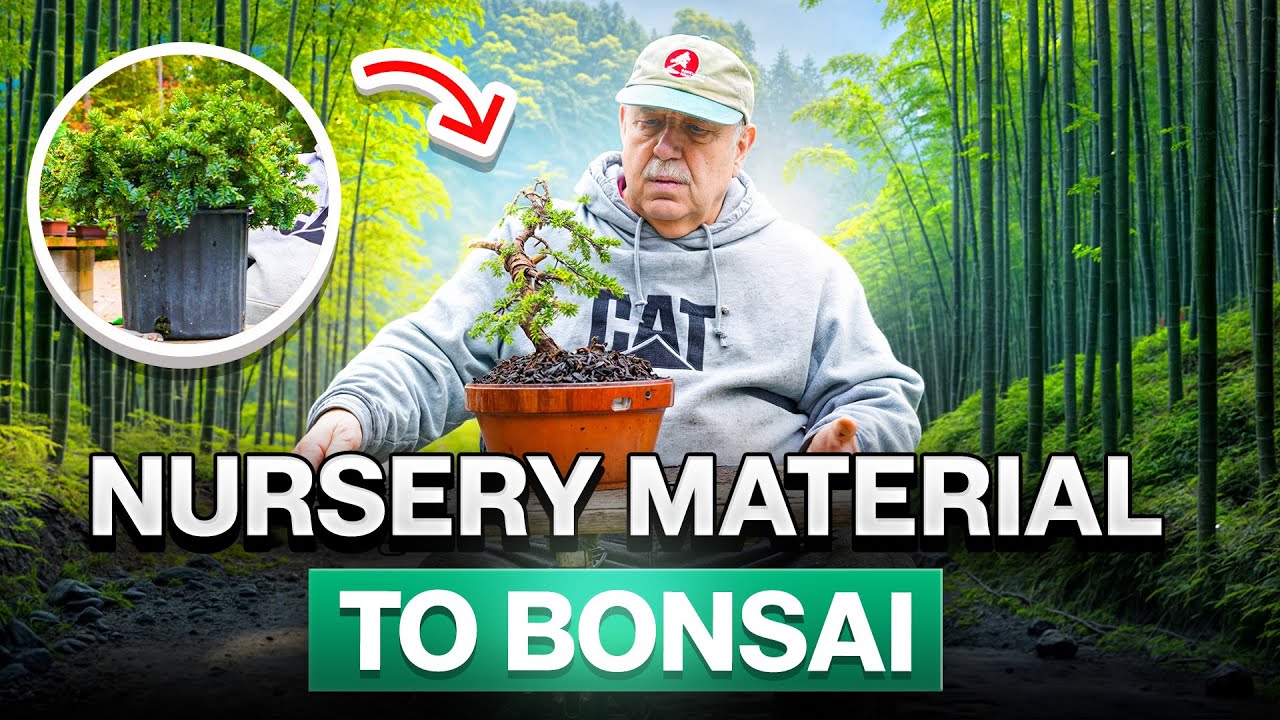 Как сделать бонсай из материала из питомника
