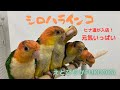 【えとぴりかFUKUOKA】元気いっぱい！甘えん坊！【シロハラインコ】