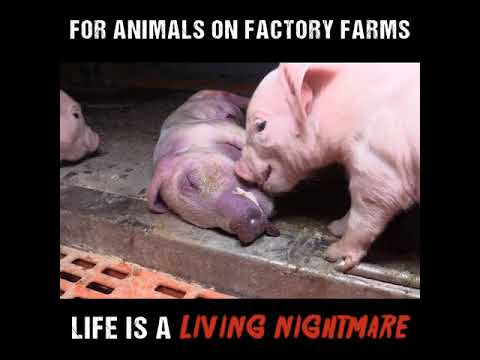 For Animals On Factory Farms Life Is A Living Nightmare