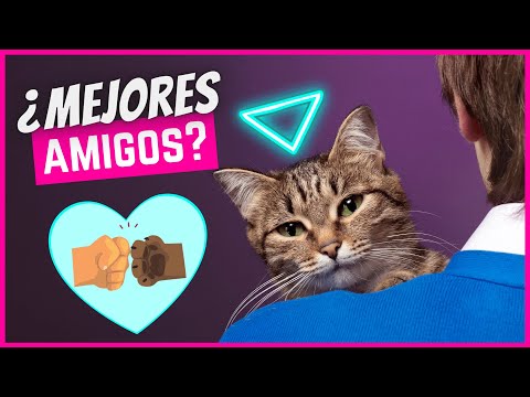 Video: Cómo hacerse amigo de un gato