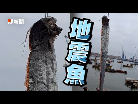 智利出現5M地震魚 漁民驚：傳說是真的｜自然奇觀｜野生動物｜海洋生物