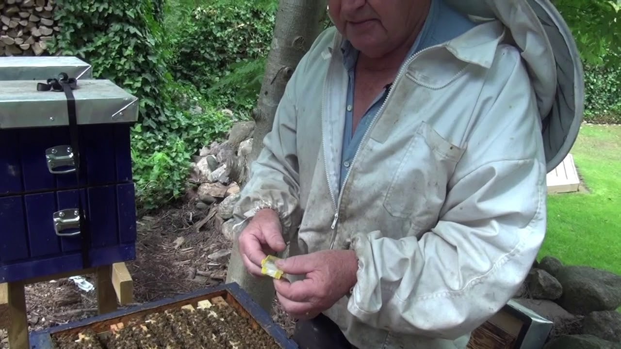 Tillsättning av drottning