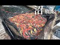野池放流・・錦鯉はのびのびと