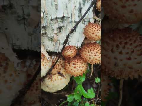 Чешуйчатка обыкновенная (чешуйчатая,ворсистая ). Pholiota squarrosa .