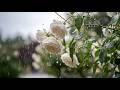 Soft Rain in a Peaceful Garden 🌧️🍃 Calm Rain Sounds | Relaxing Ambience #004