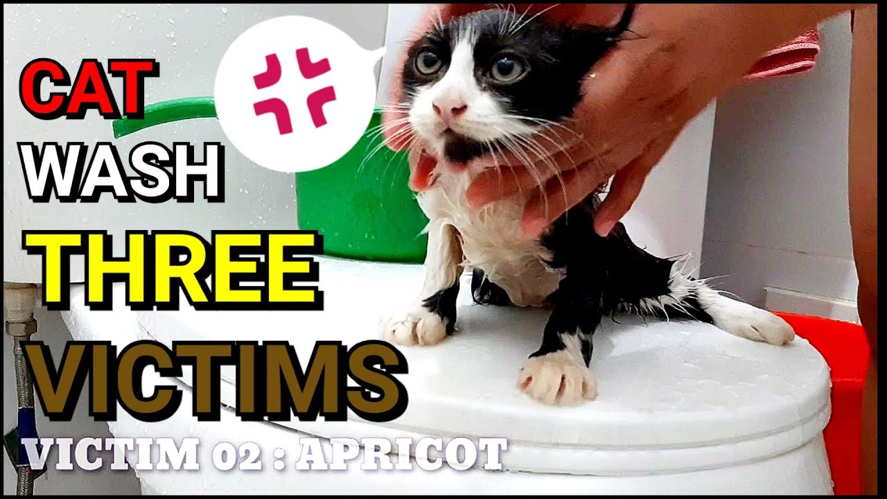 EP03 : How to Bathe a Cat - YouTube