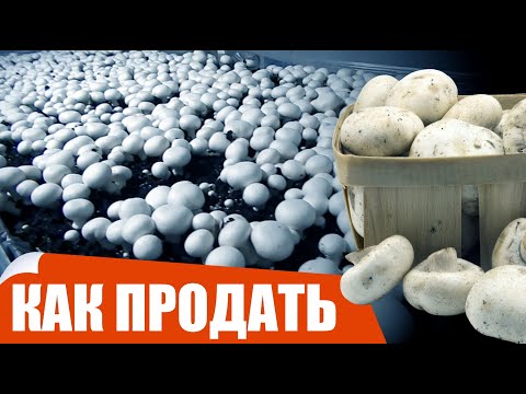 Как и куда продать? Шампиньоны как бизнес. Грибы, выращивание