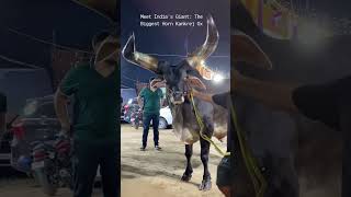 Meet India's Giant: The Biggest Horn Kankrej Ox from Pathan Cattle Farm!