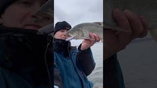 Жерех в ноябре на вибы! #salmofishing #вибы #жерех