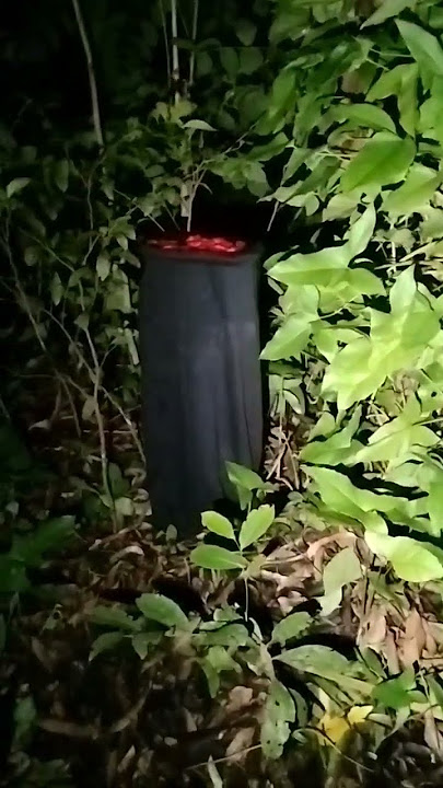 KALAHATING KATAWAN NG MANANANGGAL #viralvideo #viralshorts #manananggal