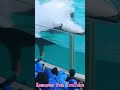ラビーの一撃炸裂!! #Shorts #鴨川シーワールド #シャチ #kamogawaseaworld #orca #killerwhale