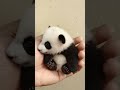 panda 🐼 #panda #pandalove #pets #petlovers #miniature