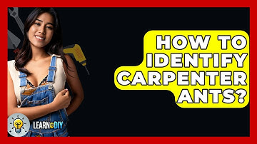 How To Identify Carpenter Ants? - LearnToDIY360.com