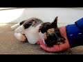 黒が多い三毛猫をナデナデしたら猛烈に甘えてきた