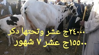 اسعار جميع انواع البقر من سوق ارمنت ٤/ ١١ /٢٠٢١ [ ودة ثاني تقرير من السوق ]