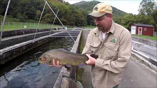 Raising Trout in Virginia - Episode 1