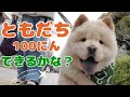 公園デビューしたチャウチャウの子犬の1日