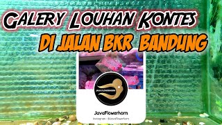 JAVA FLOWERHORN | GALERY LOUHAN KONTES DI JALAN BKR BANDUNG