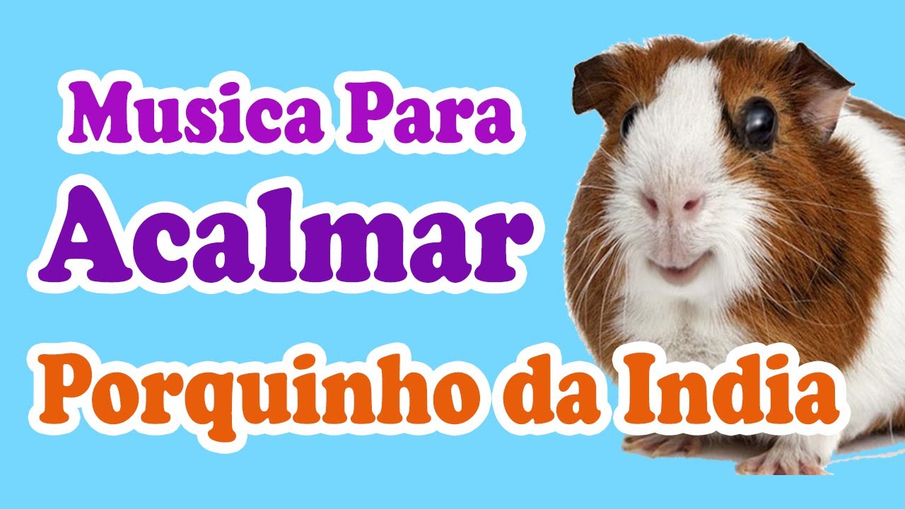 Música para acalmar porquinho da índia - Música para deixar porquinho da índia feliz e alegre!