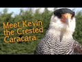 Meet The Birds | Kevin the Crested Caracara