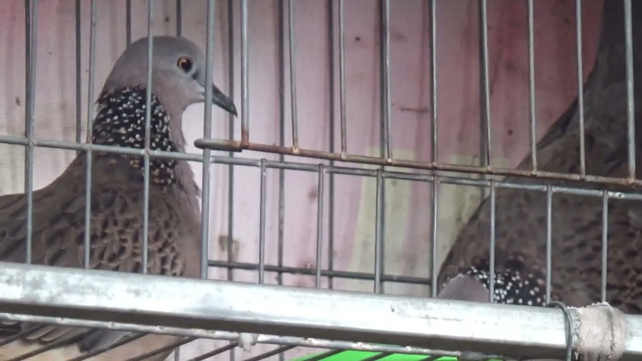 chia sẽ 1 số nguyên nhân chim cu gáy đạp mái không có cồ | Góc Nhỏ Quê Tôi