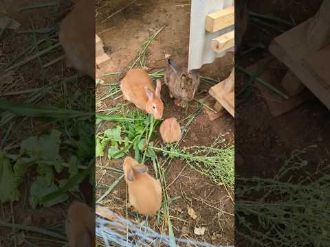 let's see if the rabbits like to eat mature flowering lettuce. It is too bitter for me