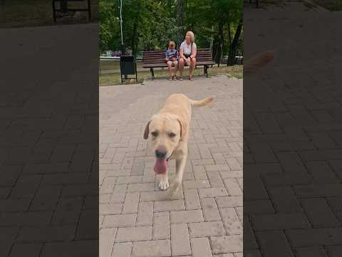 🐶 #labrador #labradortroy