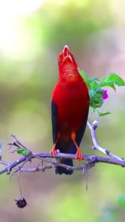 Burung kolibri jenis apa ya ini ?