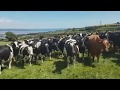 Hilarious shows cows completely mesmerized by traditional irish music